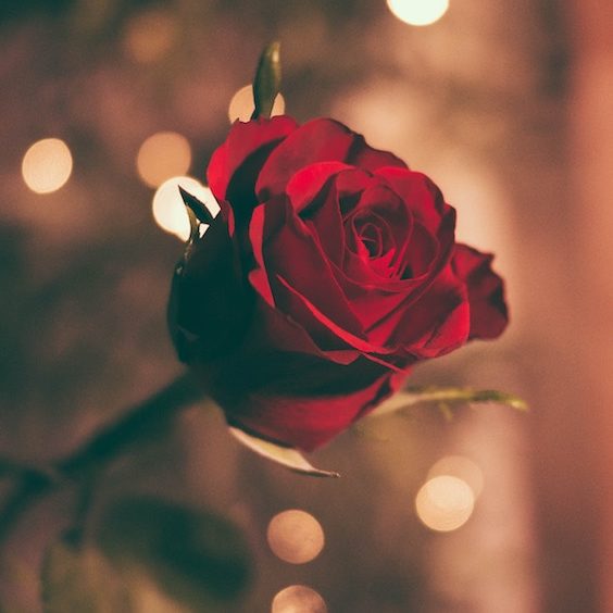 Zapach róży, czyli aromat różany w aromamarketingu dodaje miejscu zmysłowości.