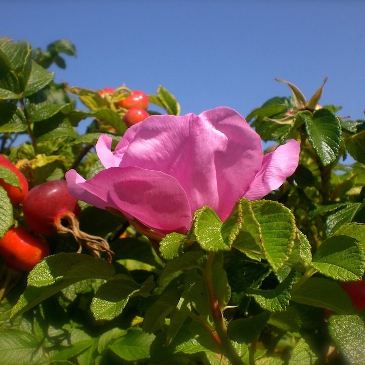Aromat dzikiej róży dodaje zmysłowości.