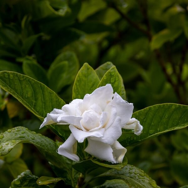 Zapach gardenii - aromamarketing i aromatyzacja wnętrz.